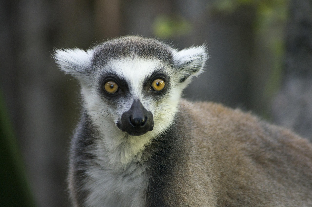 découvrez madagascar, une île exotique de l’océan indien réputée pour sa biodiversité unique, ses plages paradisiaques, et ses paysages à couper le souffle. préparez votre voyage au cœur d’une culture authentique et d’aventures inoubliables.