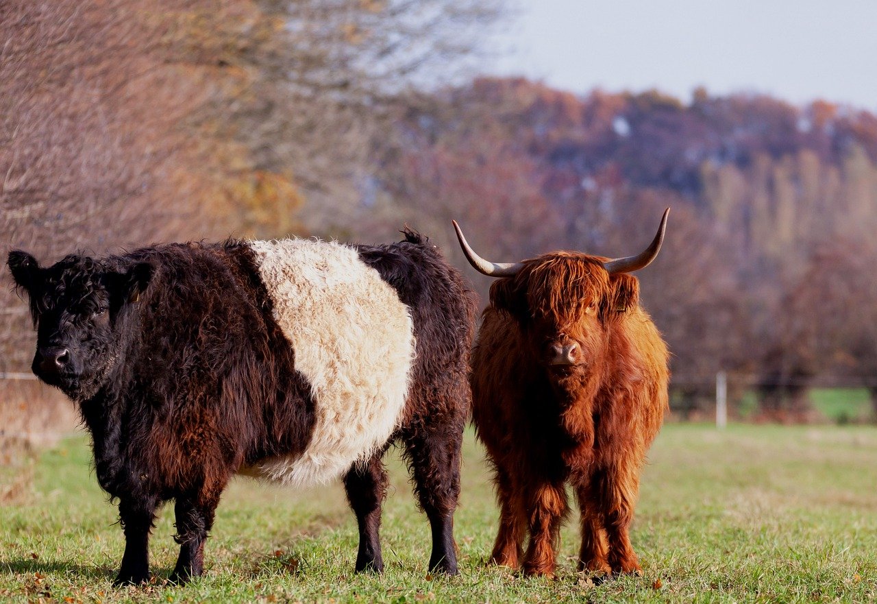 découvrez la gastronomie des highlands, mêlant traditions écossaises et saveurs authentiques pour une expérience culinaire unique.