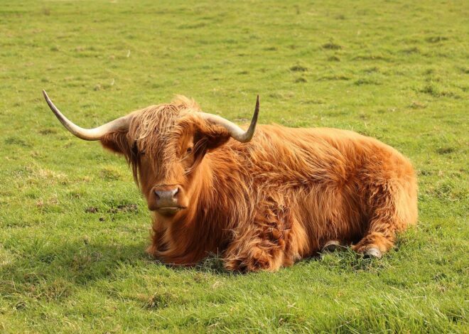 La gastronomie des Hautes Terres centrales : un levier incontournable pour dynamiser le tourisme local