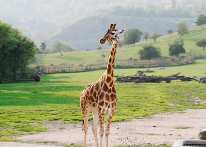 République tchèque : Informations de dernière minute et mises à jour essentielles