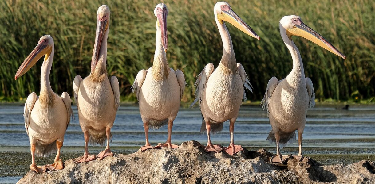 d&eacute;couvrez l'&eacute;cotourisme : voyagez de mani&egrave;re responsable en explorant la nature, prot&eacute;gez l'environnement et soutenez les communaut&eacute;s locales pour un tourisme durable et &eacute;cologique.