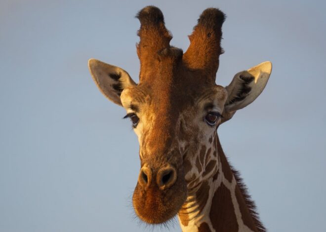 Costa Rica : Explorer autrement un paradis naturel entre biodiversité et découvertes uniques