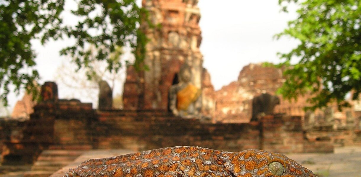 découvrez les tensions actuelles entre la thaïlande et le cambodge, leur origine, les enjeux politiques et les implications régionales.