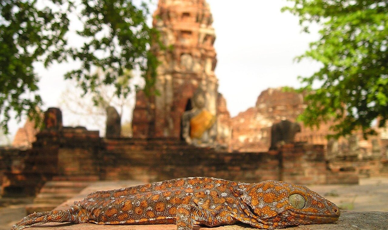 découvrez les tensions actuelles entre la thaïlande et le cambodge, leur origine, les enjeux politiques et les implications régionales.