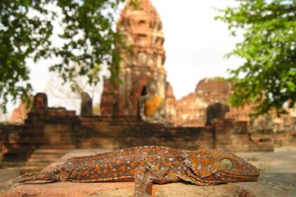 d&eacute;couvrez les tensions actuelles entre la tha&iuml;lande et le cambodge, leur origine, les enjeux politiques et les implications r&eacute;gionales.