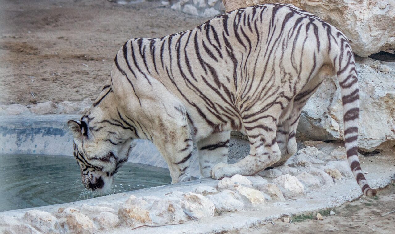 d&eacute;couvrez bahre&iuml;n, un archipel riche en culture, histoire et modernit&eacute; au c&oelig;ur du golfe. explorez ses sites embl&eacute;matiques, sa cuisine raffin&eacute;e et son ambiance unique.