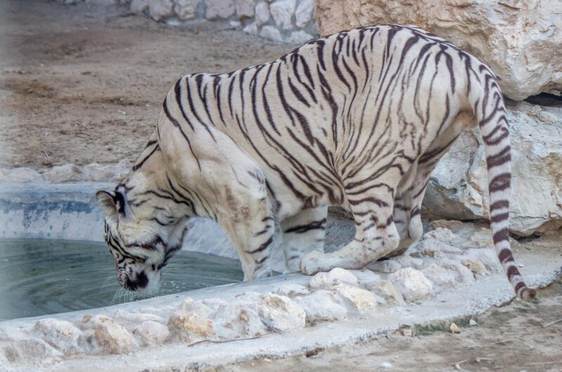 découvrez bahreïn, un archipel riche en culture, histoire et modernité au cœur du golfe. explorez ses sites emblématiques, sa cuisine raffinée et son ambiance unique.