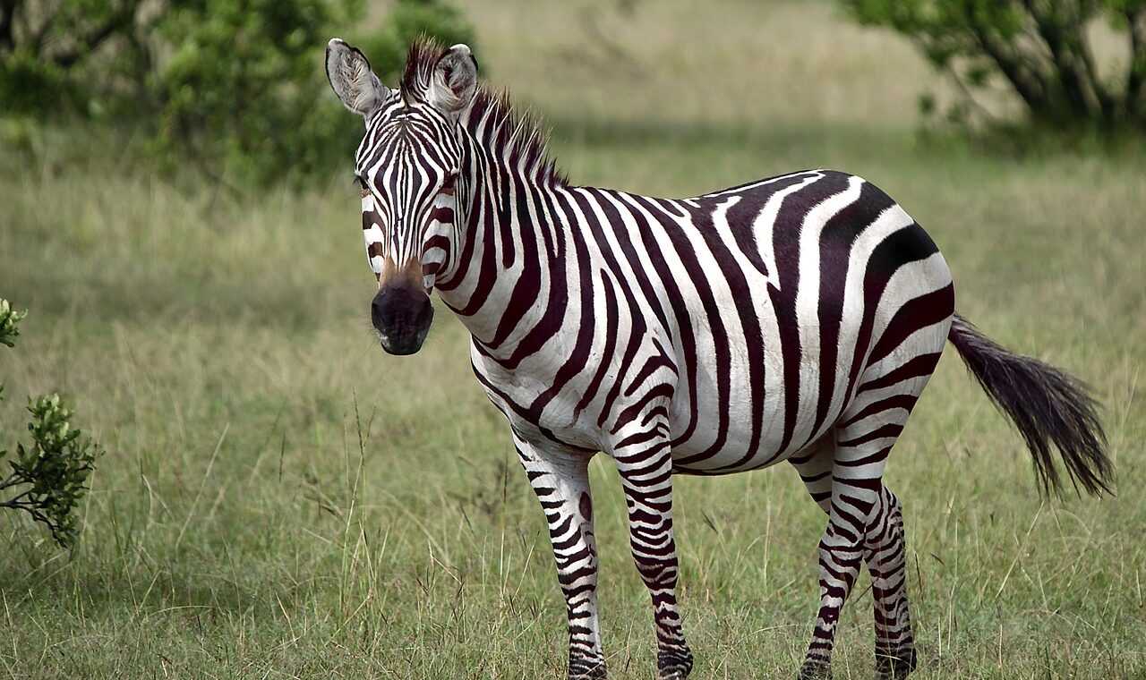 d&eacute;couvrez nos conseils de voyage essentiels pour le kenya : meilleures p&eacute;riodes pour partir, astuces de s&eacute;curit&eacute;, sites incontournables et culture locale pour un s&eacute;jour r&eacute;ussi.