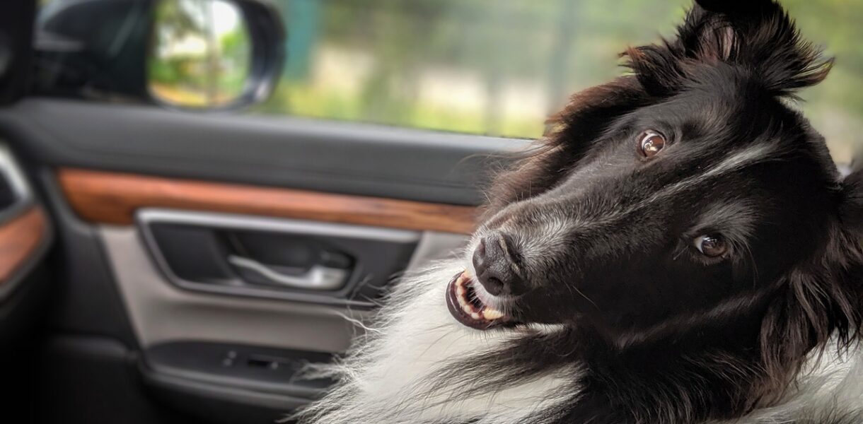 d&eacute;couvrez travel companion, votre partenaire de voyage id&eacute;al pour des aventures inoubliables. planifiez, explorez et vivez chaque destination avec facilit&eacute; et plaisir.