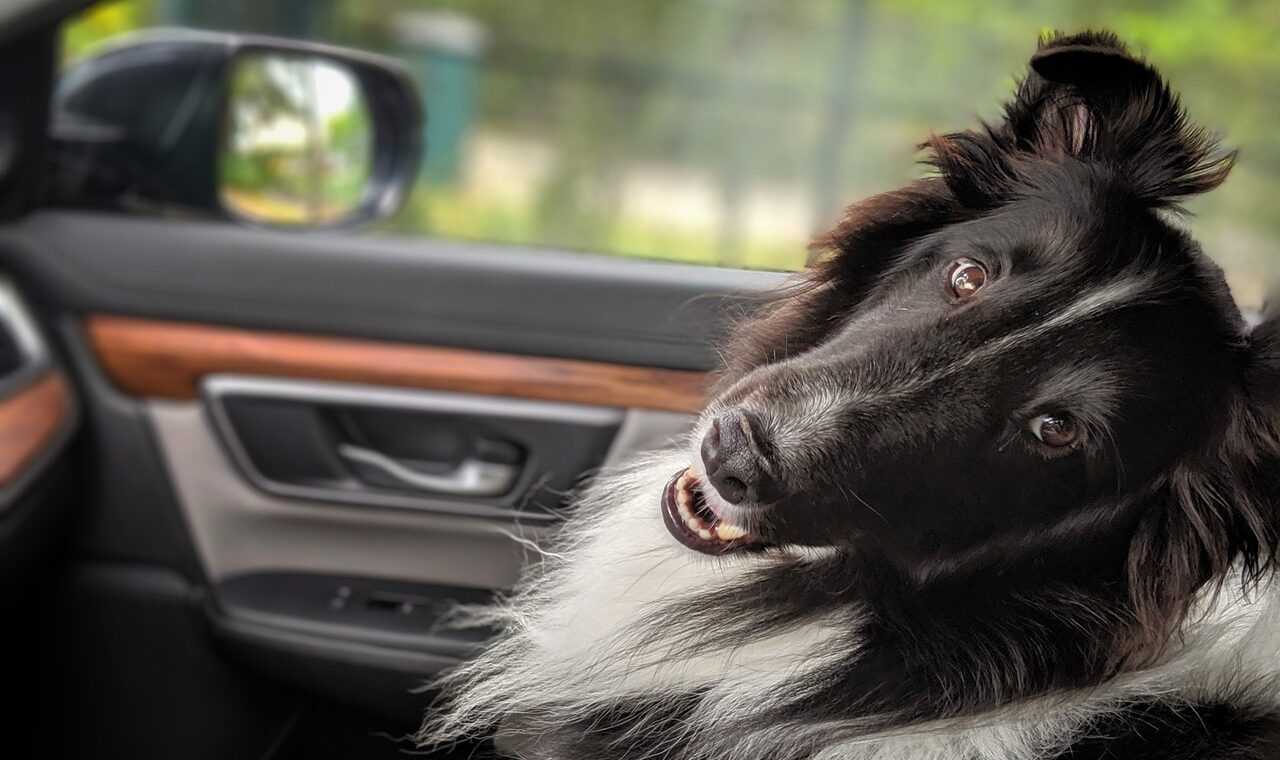 d&eacute;couvrez travel companion, votre partenaire de voyage id&eacute;al pour des aventures inoubliables. planifiez, explorez et vivez chaque destination avec facilit&eacute; et plaisir.