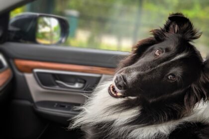 d&eacute;couvrez travel companion, votre partenaire de voyage id&eacute;al pour des aventures inoubliables. planifiez, explorez et vivez chaque destination avec facilit&eacute; et plaisir.