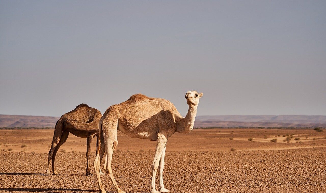 d&eacute;couvrez les meilleures destinations de voyage &agrave; travers le monde, avec des conseils, des guides et des inspirations pour vos prochaines aventures.