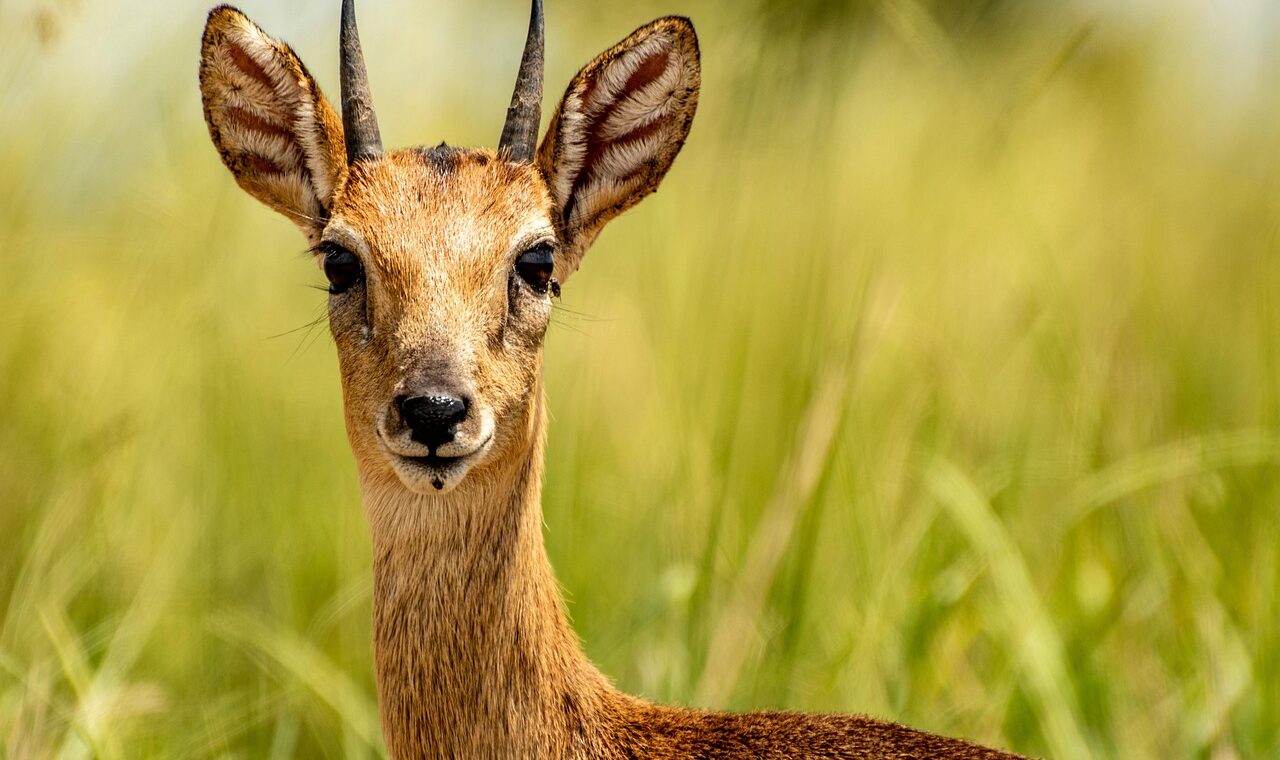 d&eacute;couvrez notre guide de voyage complet pour l'ouganda : conseils pratiques, meilleures destinations, culture locale et activit&eacute;s incontournables pour un s&eacute;jour inoubliable.