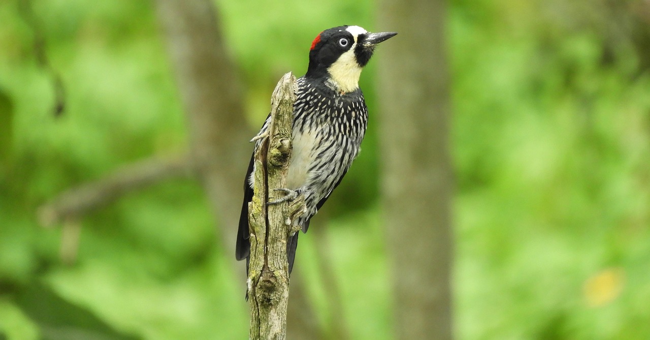 d&eacute;couvrez l'arm&eacute;nie, terre riche en histoire, culture et paysages magnifiques. explorez ses monuments anciens, sa cuisine traditionnelle et ses traditions uniques.