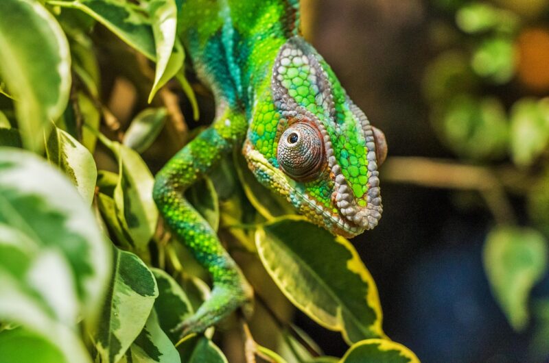 d&eacute;couvrez madagascar initiatives, une plateforme d&eacute;di&eacute;e &agrave; la promotion et au soutien des projets innovants pour le d&eacute;veloppement durable &agrave; madagascar.