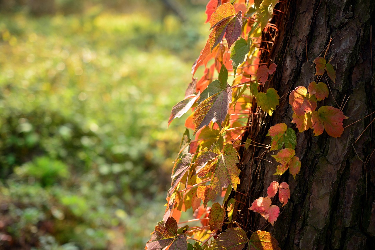 d&eacute;couvrez des sorties culturelles enrichissantes pour explorer l'art, l'histoire et les traditions &agrave; travers des &eacute;v&eacute;nements, mus&eacute;es et spectacles captivants.