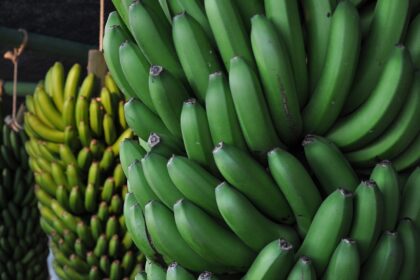 d&eacute;couvrez le food and nature festival, une c&eacute;l&eacute;bration unique alliant saveurs culinaires et beaut&eacute; de la nature. participez &agrave; des ateliers, d&eacute;gustations et activit&eacute;s en plein air pour toute la famille.