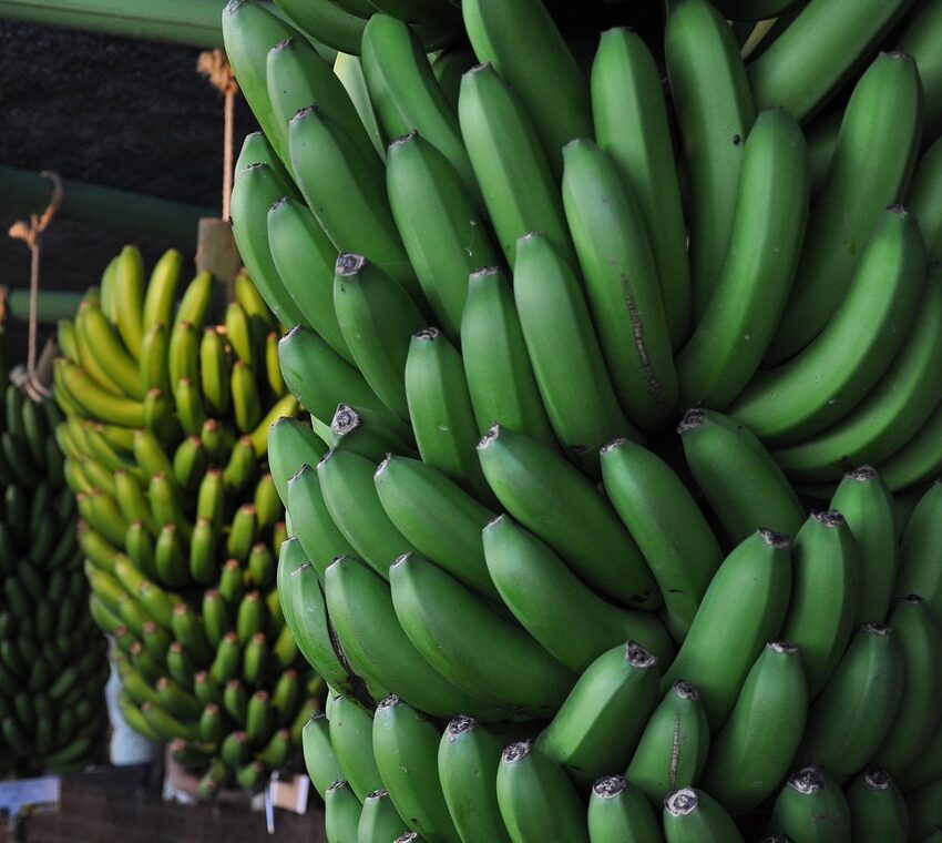 d&eacute;couvrez le food and nature festival, une c&eacute;l&eacute;bration unique alliant saveurs culinaires et beaut&eacute; de la nature. participez &agrave; des ateliers, d&eacute;gustations et activit&eacute;s en plein air pour toute la famille.