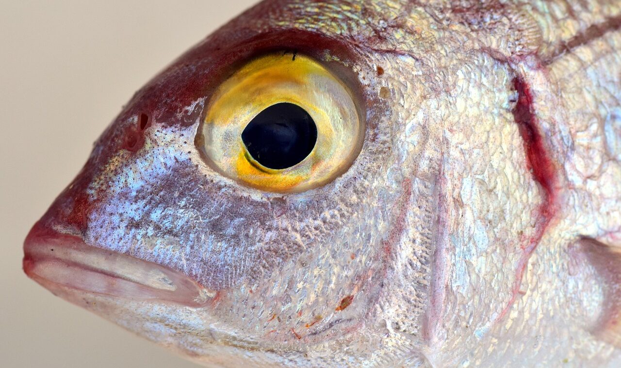 d&eacute;couvrez nos poissons fra&icirc;chement p&ecirc;ch&eacute;s, garantissant saveur et qualit&eacute; exceptionnelles pour vos repas.