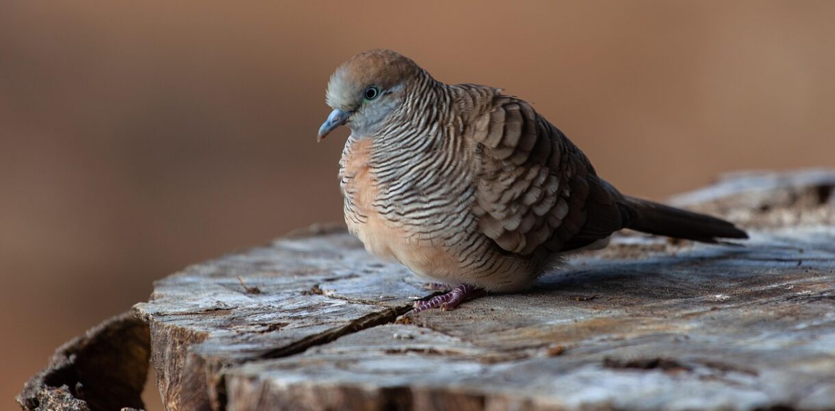 découvrez le paradis mauricien : plages de sable fin, eaux turquoise et paysages idylliques pour des vacances inoubliables.
