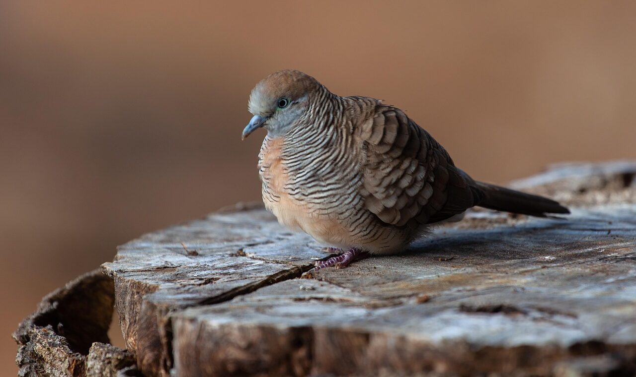 d&eacute;couvrez le paradis mauricien : plages de sable fin, eaux turquoise et paysages idylliques pour des vacances inoubliables.