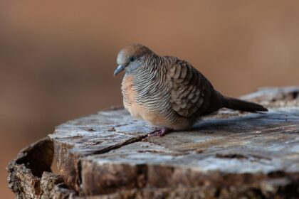 d&eacute;couvrez le paradis mauricien : plages de sable fin, eaux turquoise et paysages idylliques pour des vacances inoubliables.