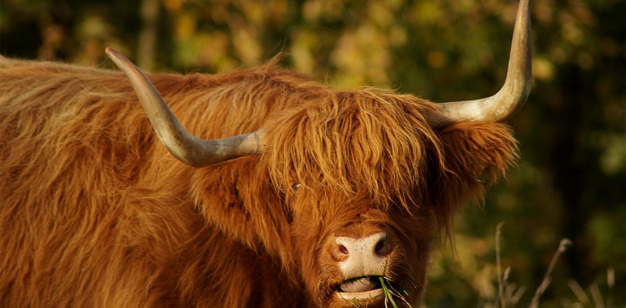 découvrez les magnifiques paysages des scottish highlands, une région sauvage et mystique riche en histoire, nature préservée et culture écossaise authentique.