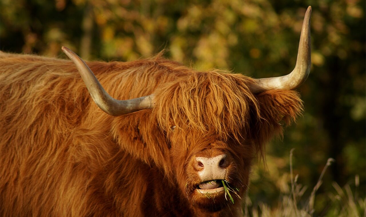 d&eacute;couvrez les magnifiques paysages des scottish highlands, une r&eacute;gion sauvage et mystique riche en histoire, nature pr&eacute;serv&eacute;e et culture &eacute;cossaise authentique.