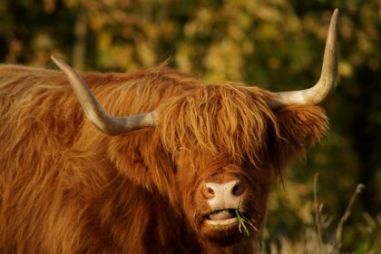 d&eacute;couvrez les magnifiques paysages des scottish highlands, une r&eacute;gion sauvage et mystique riche en histoire, nature pr&eacute;serv&eacute;e et culture &eacute;cossaise authentique.