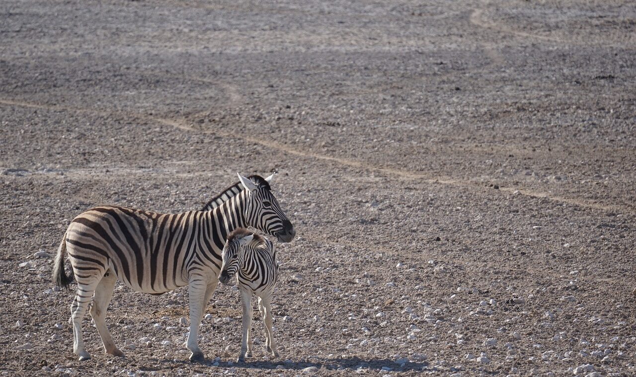 d&eacute;couvrez le tourisme en afrique : une aventure unique entre paysages magnifiques, cultures riches et sites historiques exceptionnels.