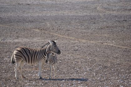 d&eacute;couvrez le tourisme en afrique : une aventure unique entre paysages magnifiques, cultures riches et sites historiques exceptionnels.