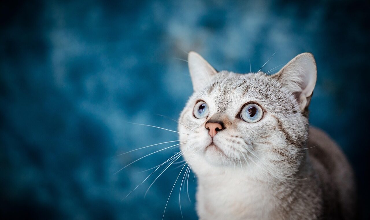 d&eacute;couvrez des informations compl&egrave;tes et fascinantes sur les pays du monde : culture, g&eacute;ographie, histoire et plus encore.