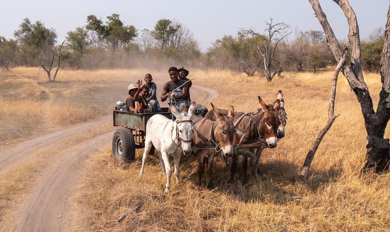 d&eacute;couvrez tout sur l'&acirc;ne : ses caract&eacute;ristiques, son habitat, son comportement et son r&ocirc;le dans l'agriculture et la culture &agrave; travers le monde.
