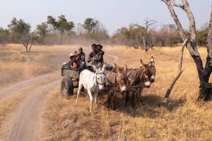 d&eacute;couvrez tout sur l'&acirc;ne : ses caract&eacute;ristiques, son habitat, son comportement et son r&ocirc;le dans l'agriculture et la culture &agrave; travers le monde.