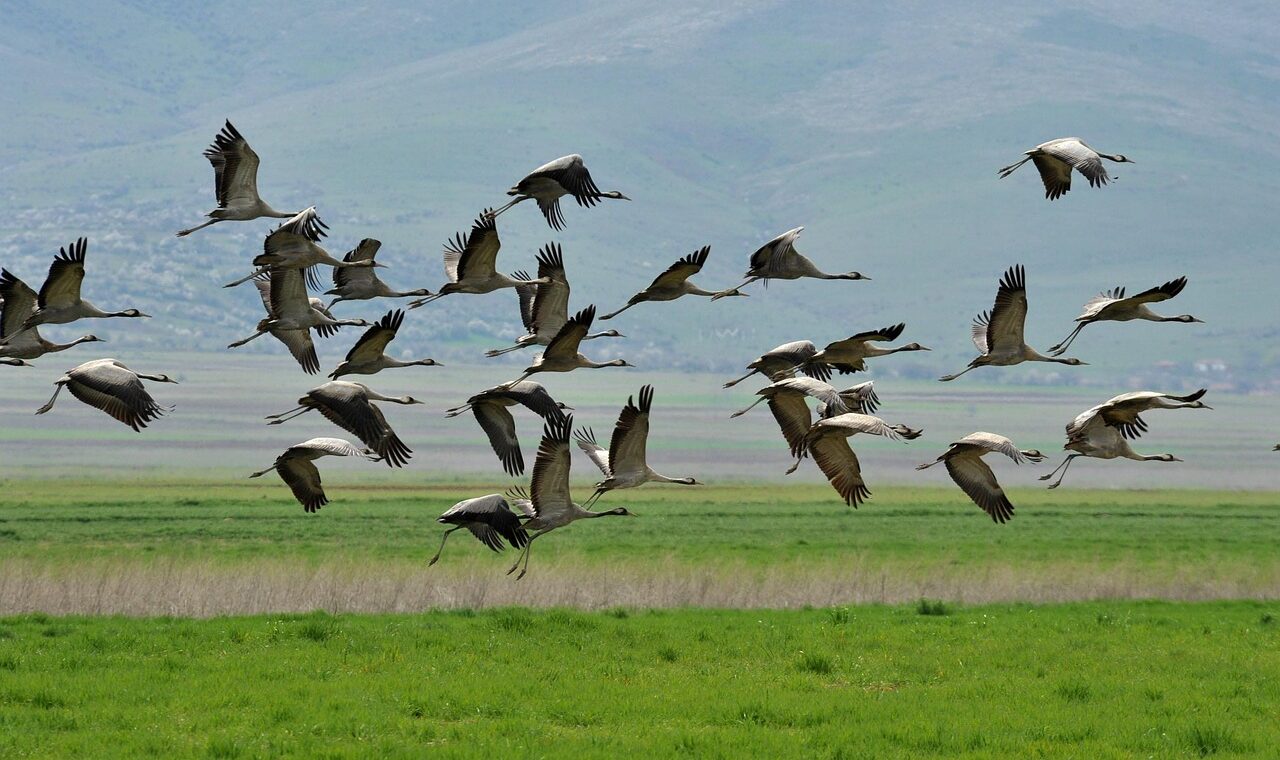 d&eacute;couvrez tout ce qu'il faut savoir sur l'expatriation : conseils, d&eacute;marches, accompagnement et t&eacute;moignages pour r&eacute;ussir votre installation &agrave; l'&eacute;tranger.