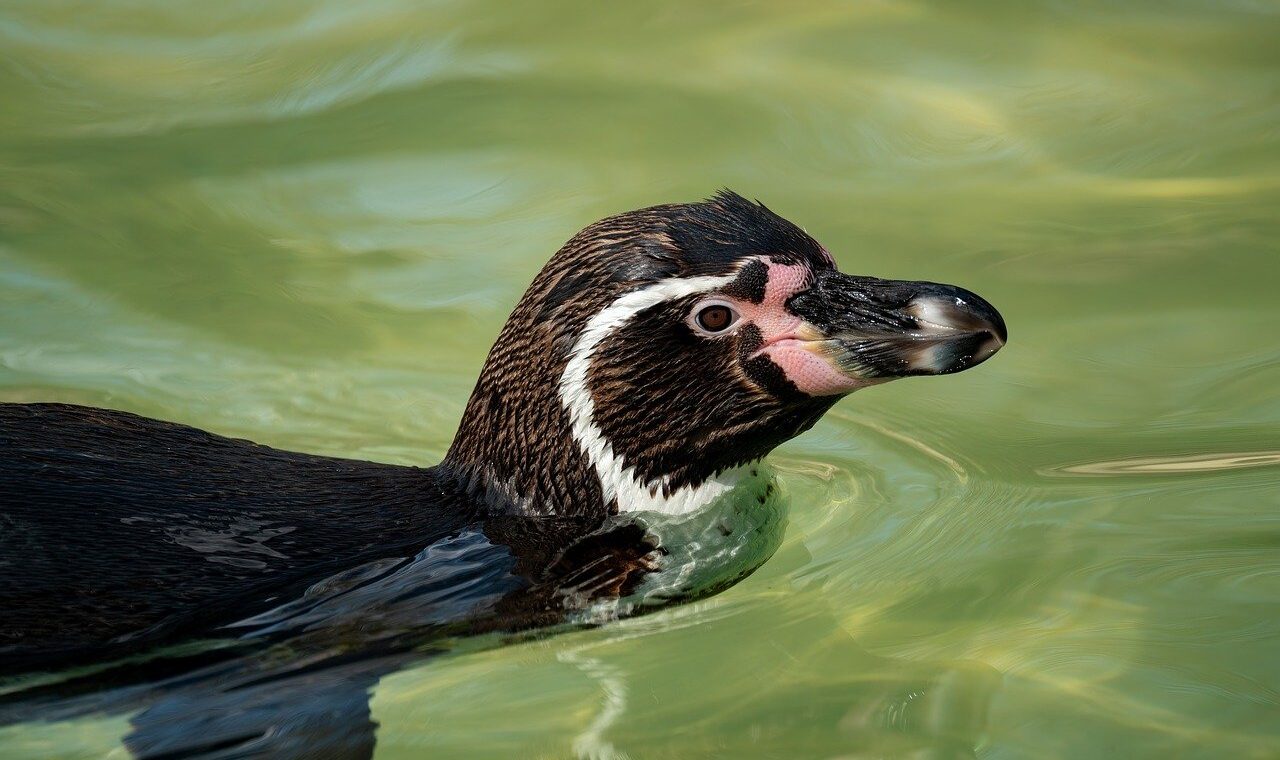 explorez la beaut&eacute; fascinante des oc&eacute;ans, d&eacute;couvrez leur biodiversit&eacute; unique et comprenez leur r&ocirc;le vital pour notre plan&egrave;te.