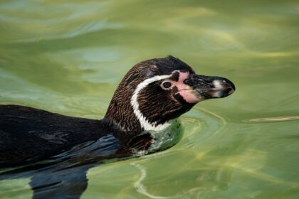 explorez la beaut&eacute; fascinante des oc&eacute;ans, d&eacute;couvrez leur biodiversit&eacute; unique et comprenez leur r&ocirc;le vital pour notre plan&egrave;te.