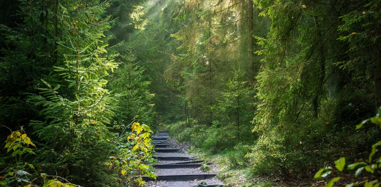 découvrez le selfie trail, un parcours ludique et original qui vous invite à capturer vos meilleurs moments en pleine nature. parfait pour les amateurs de photos et d'aventure!