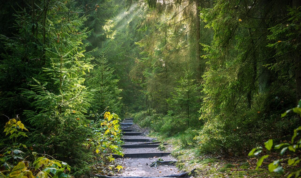 d&eacute;couvrez le selfie trail, un parcours ludique et original qui vous invite &agrave; capturer vos meilleurs moments en pleine nature. parfait pour les amateurs de photos et d'aventure!