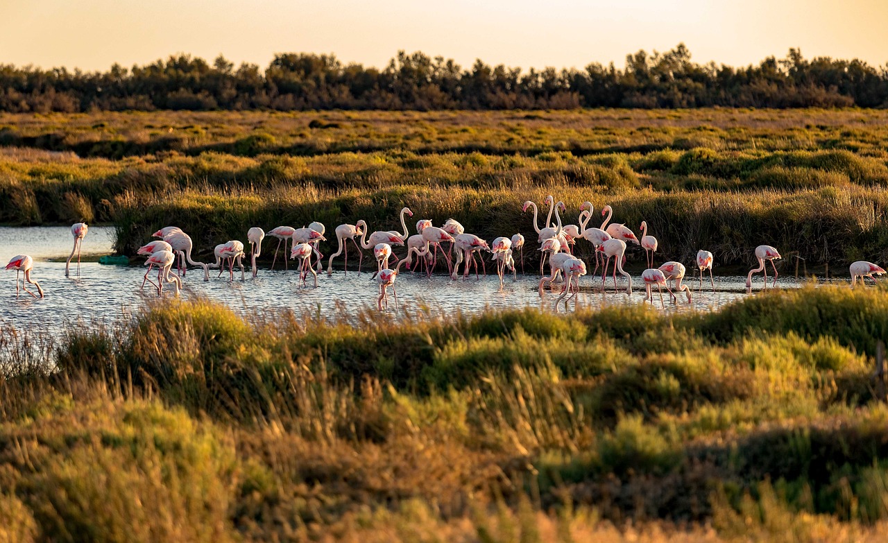 découvrez la camargue, ses paysages sauvages et sa riche biodiversité à travers des explorations uniques et authentiques.