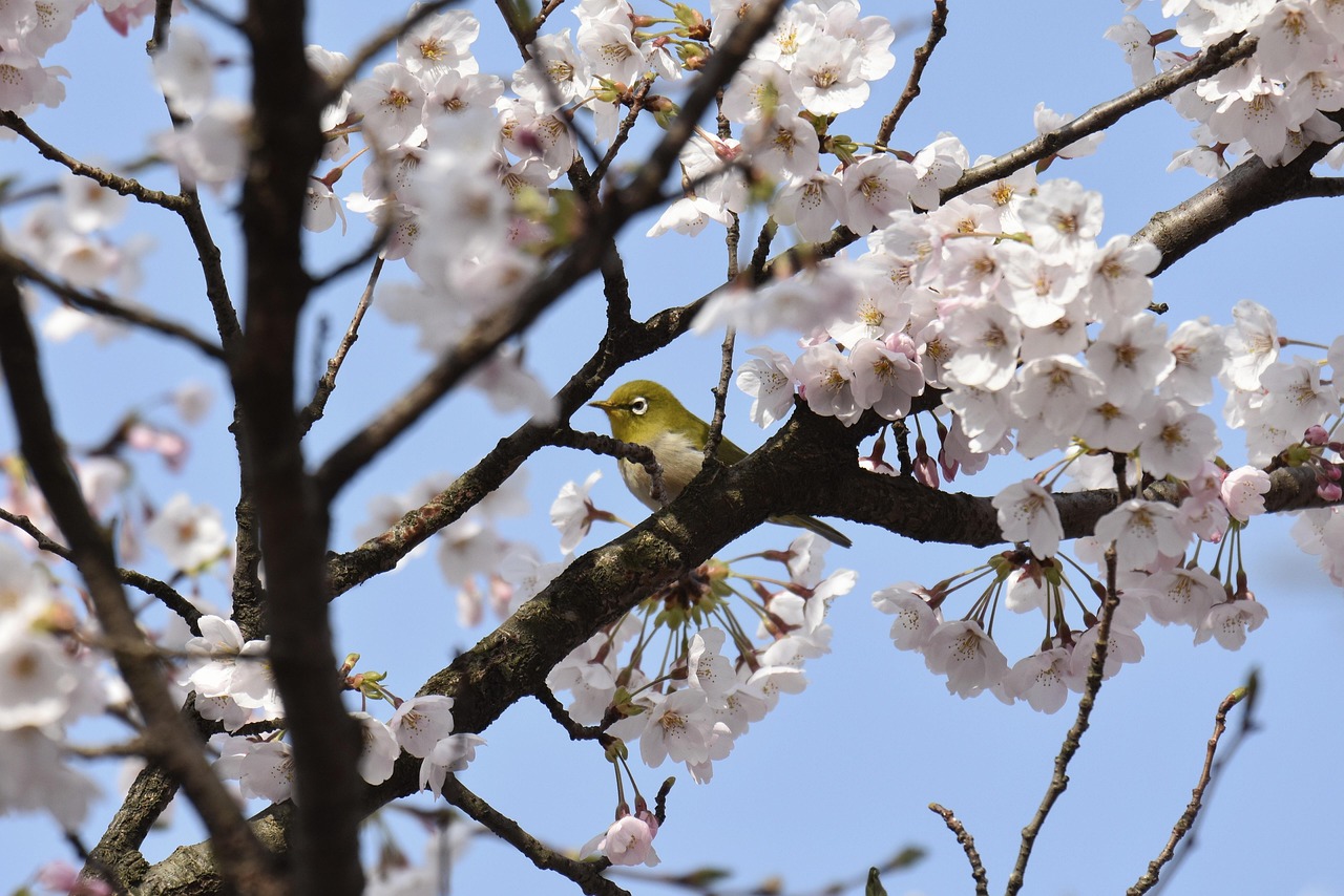 d&eacute;couvrez le cherry festival, une c&eacute;l&eacute;bration estivale pleine de joie, de musique, de d&eacute;gustations de cerises fra&icirc;ches et d'activit&eacute;s familiales pour tous les &acirc;ges.