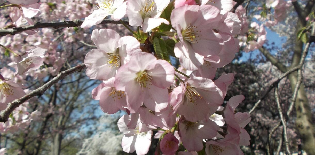 découvrez le cherry festival, une célébration colorée et gourmande mettant à l'honneur les cerises à travers des animations, dégustations et activités pour toute la famille.