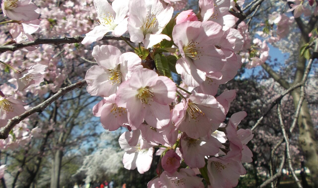 d&eacute;couvrez le cherry festival, une c&eacute;l&eacute;bration color&eacute;e et gourmande mettant &agrave; l'honneur les cerises &agrave; travers des animations, d&eacute;gustations et activit&eacute;s pour toute la famille.