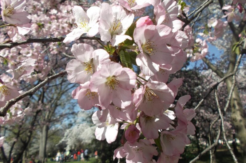 découvrez le cherry festival, une célébration colorée et gourmande mettant à l'honneur les cerises à travers des animations, dégustations et activités pour toute la famille.