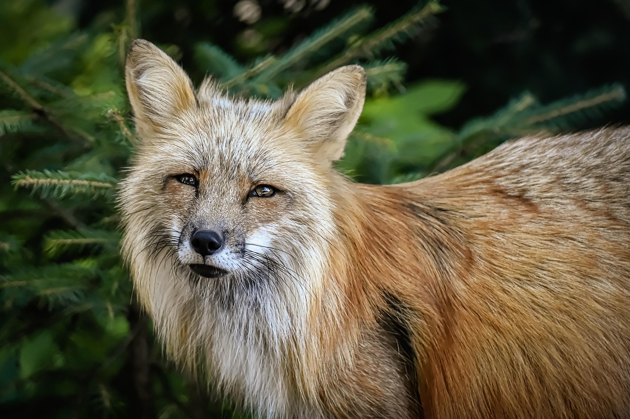 d&eacute;couvrez tout sur le renard, cet animal rus&eacute; et fascinant, symbole de astuce et d'adaptabilit&eacute; dans la nature.