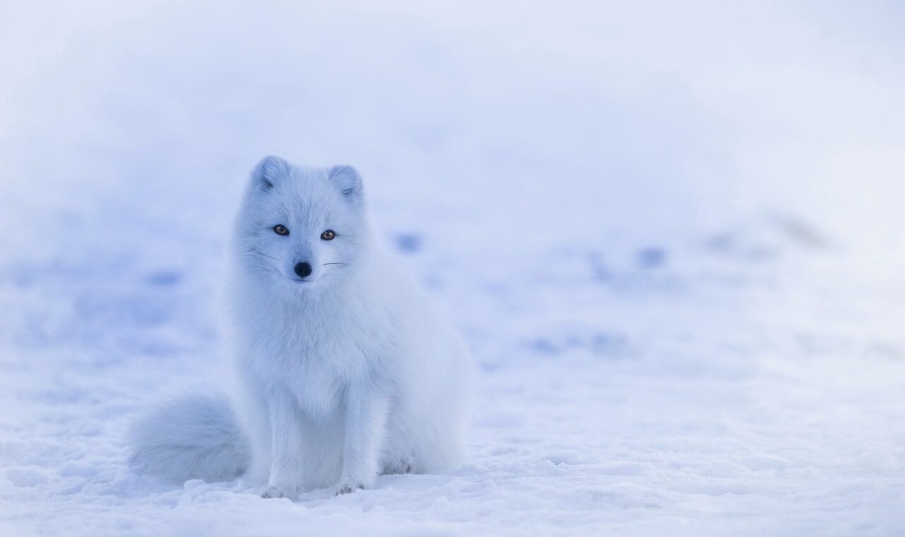 d&eacute;couvrez tout sur le renard, un animal rus&eacute; et fascinant, embl&egrave;me de la nature sauvage.