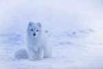 d&eacute;couvrez tout sur le renard, un animal rus&eacute; et fascinant, embl&egrave;me de la nature sauvage.
