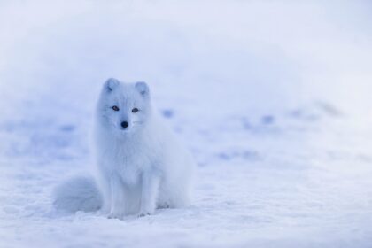 d&eacute;couvrez tout sur le renard, un animal rus&eacute; et fascinant, embl&egrave;me de la nature sauvage.