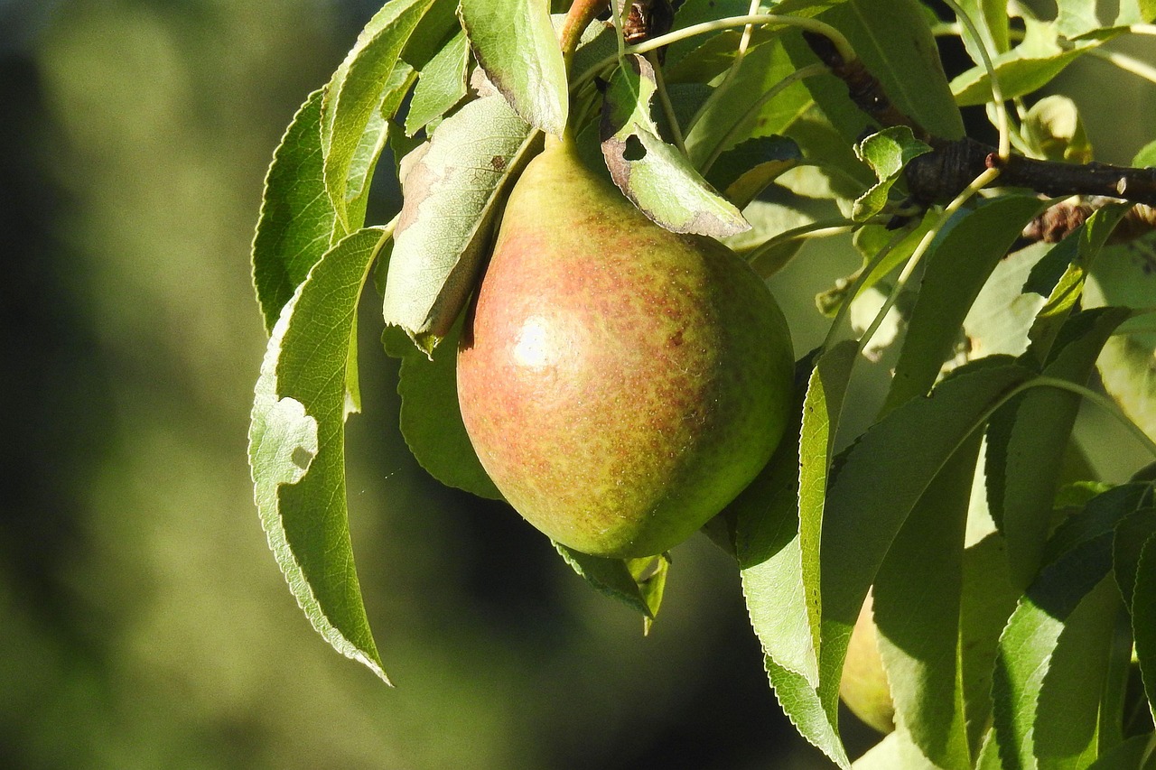découvrez tout sur la poire : ses variétés, bienfaits pour la santé, conseils de dégustation et recettes gourmandes.