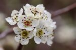 d&eacute;couvrez tout sur la poire : ses vari&eacute;t&eacute;s, bienfaits pour la sant&eacute;, recettes gourmandes et conseils pour bien la choisir et la conserver.